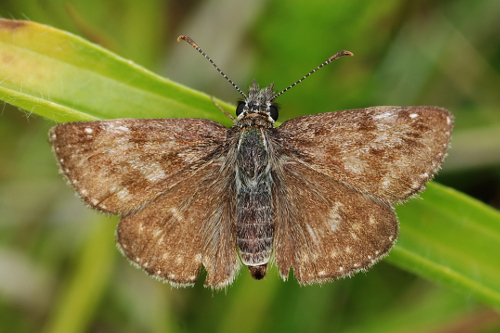 Erynnis tages